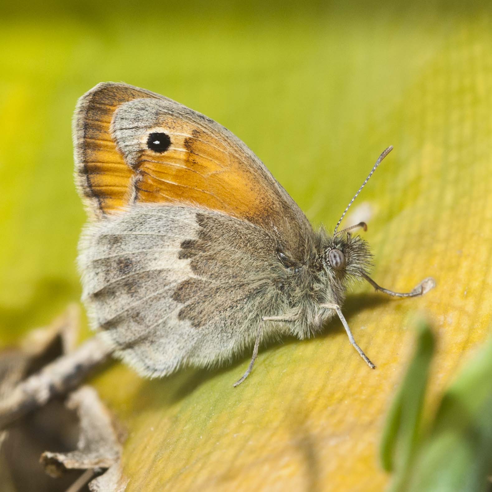 Coenonympha pamphilius maschio e femmina